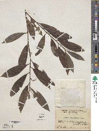 Ardisia quinquegona image