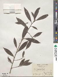 Ardisia quinquegona image