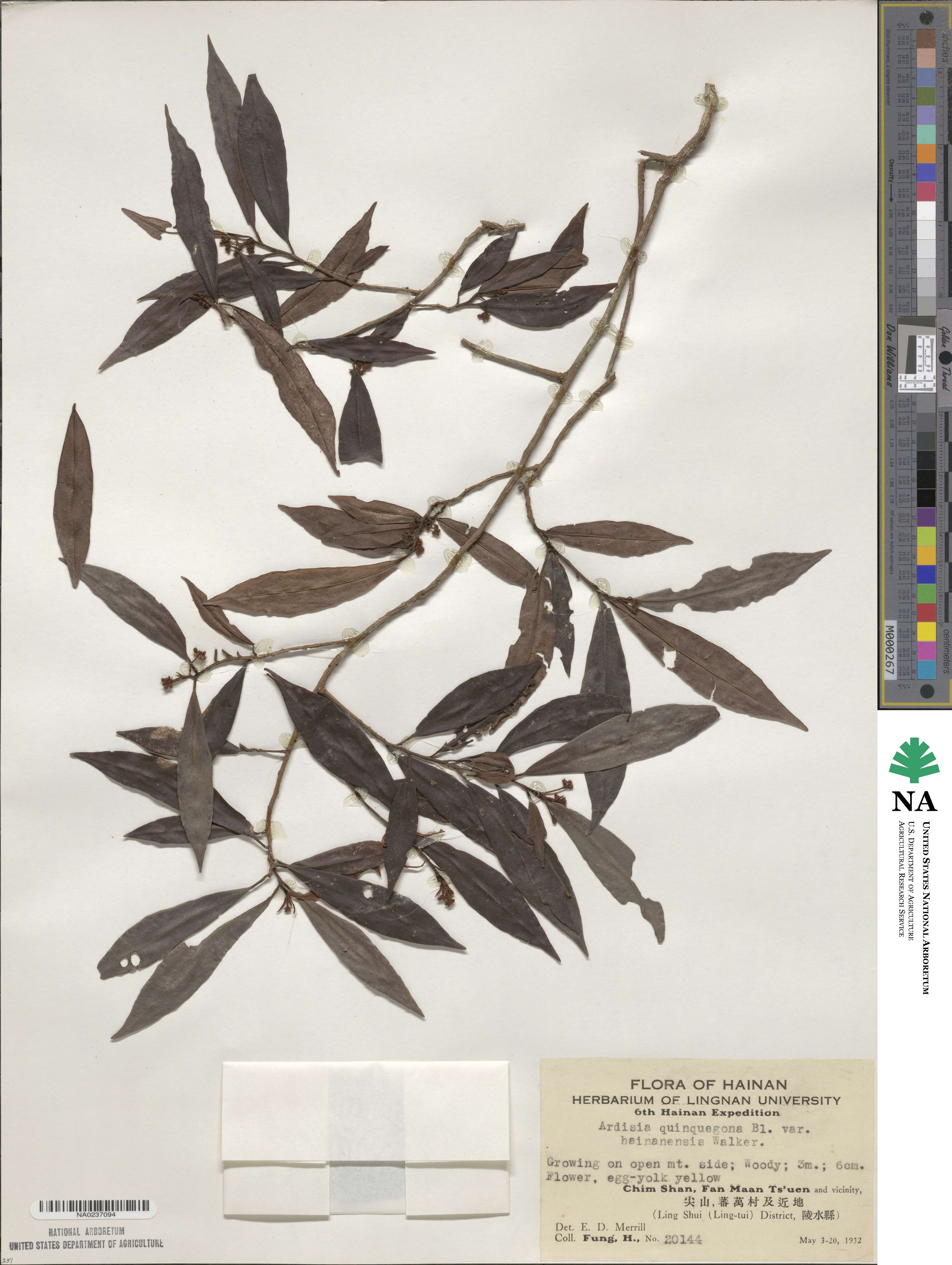 Ardisia quinquegona image