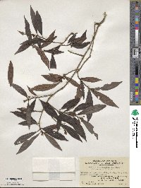 Ardisia quinquegona image