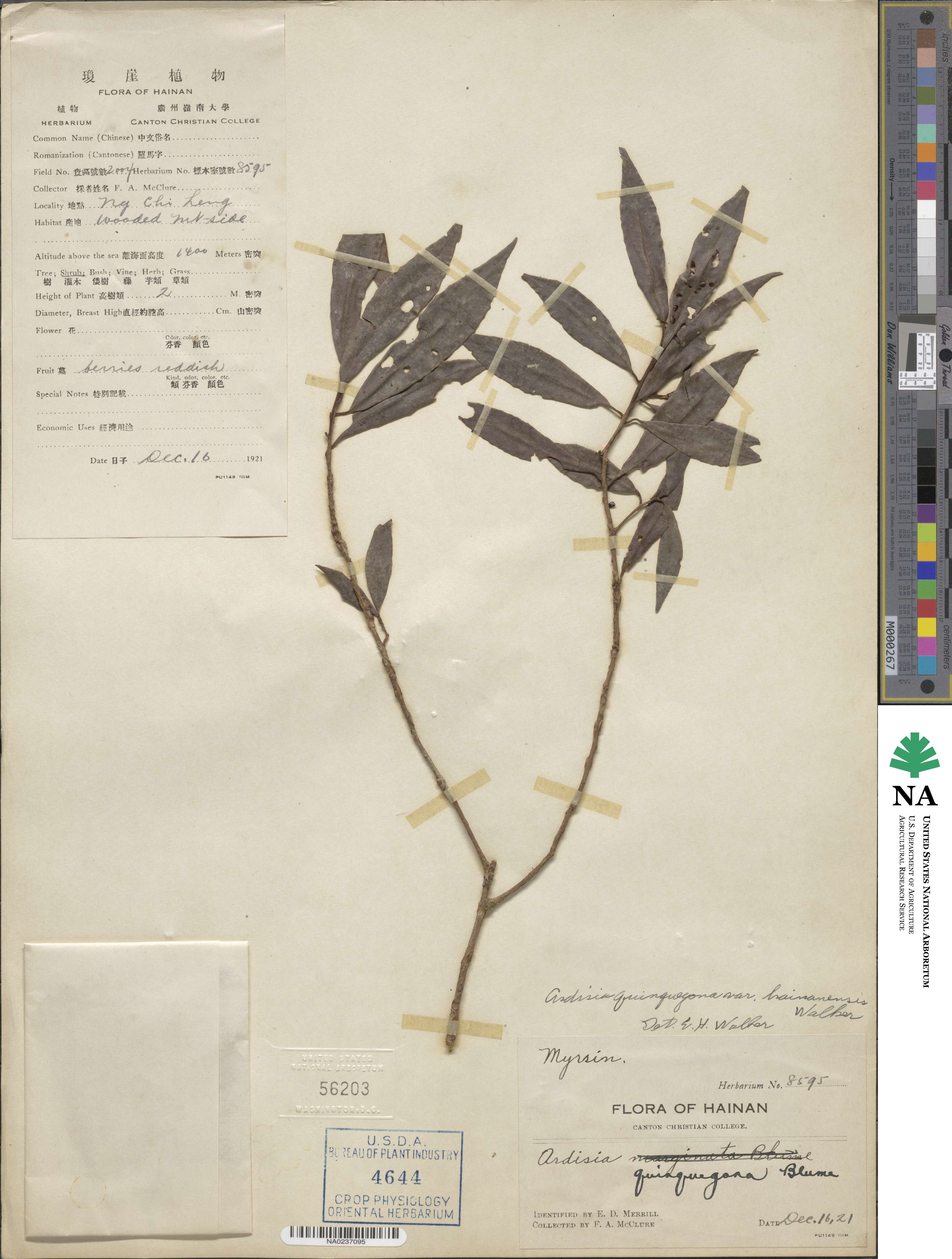 Ardisia quinquegona image