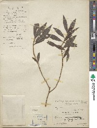 Ardisia quinquegona image