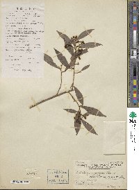 Ardisia quinquegona image