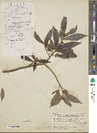 Ardisia quinquegona image