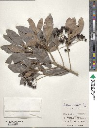 Ardisia sieboldii image