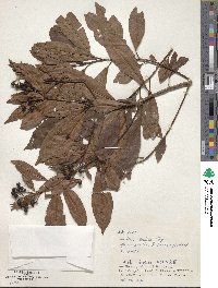 Ardisia sieboldii image