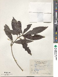 Ardisia sieboldii image