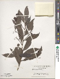 Ardisia sieboldii image