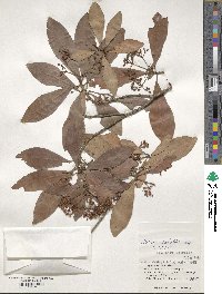 Ardisia sieboldii image