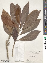 Ardisia sieboldii image