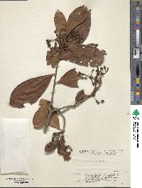 Ardisia crenata image