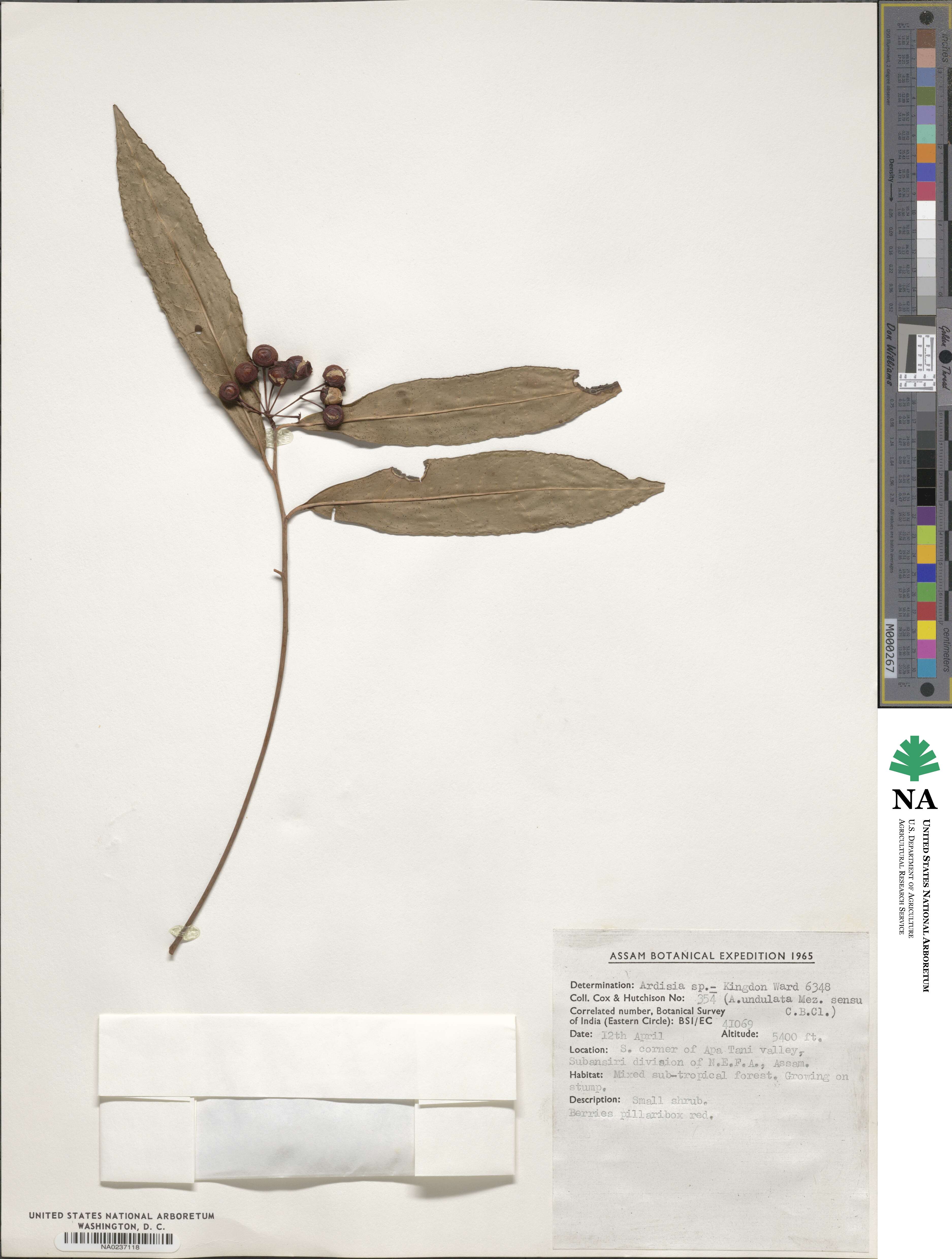 Ardisia undulata image