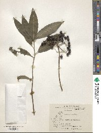 Ardisia polysticta image