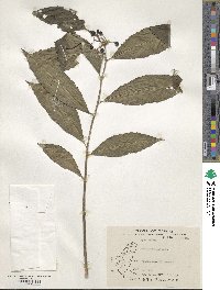 Ardisia polysticta subsp. polysticta image