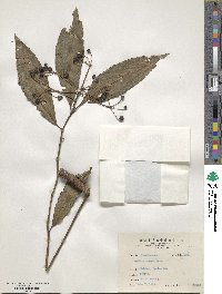 Ardisia polysticta image