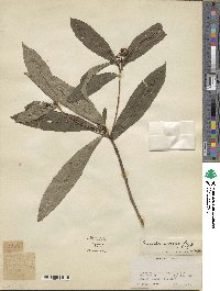 Ardisia polysticta image