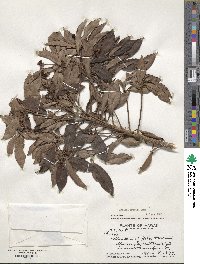 Ardisia crenata image