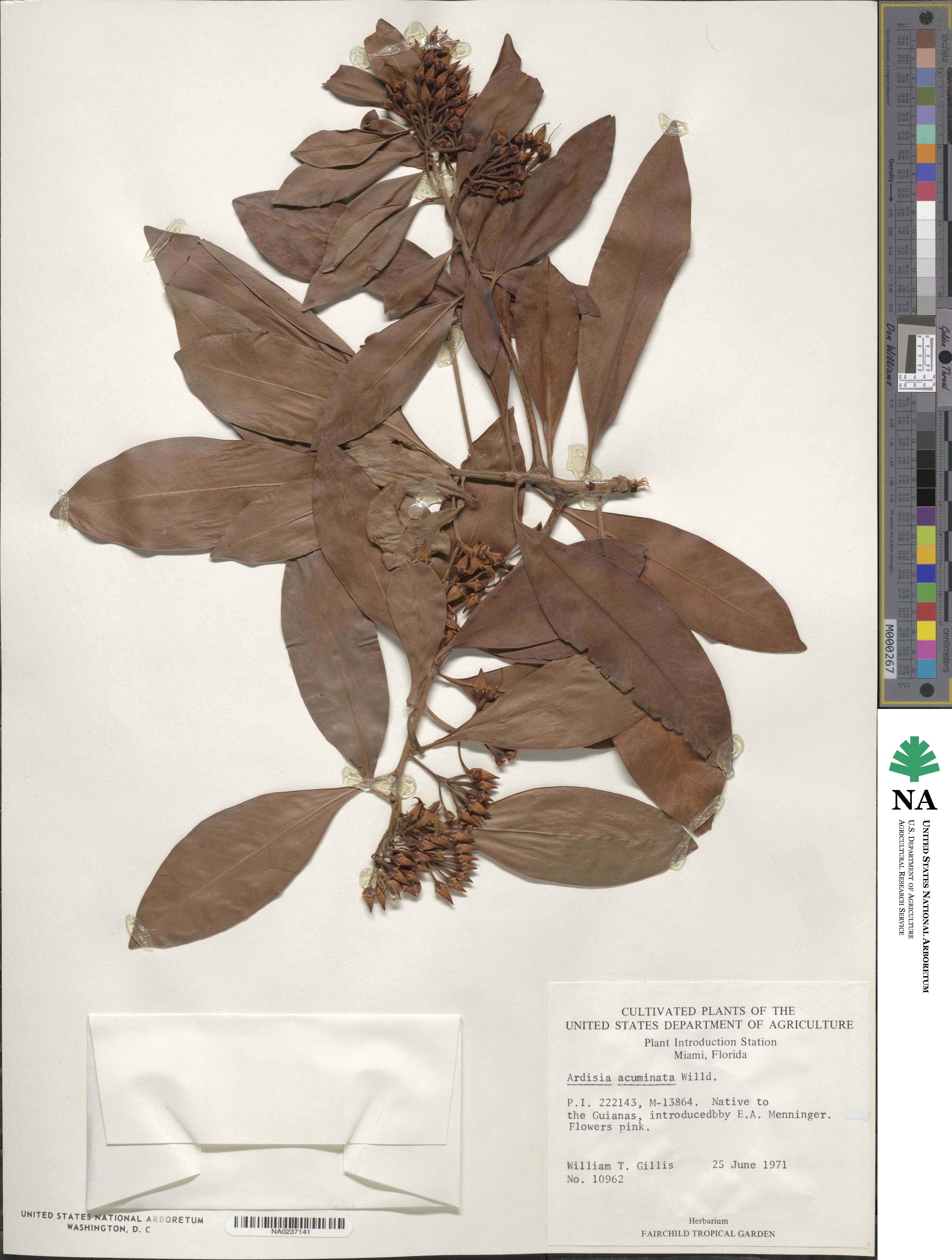 Ardisia acuminata image