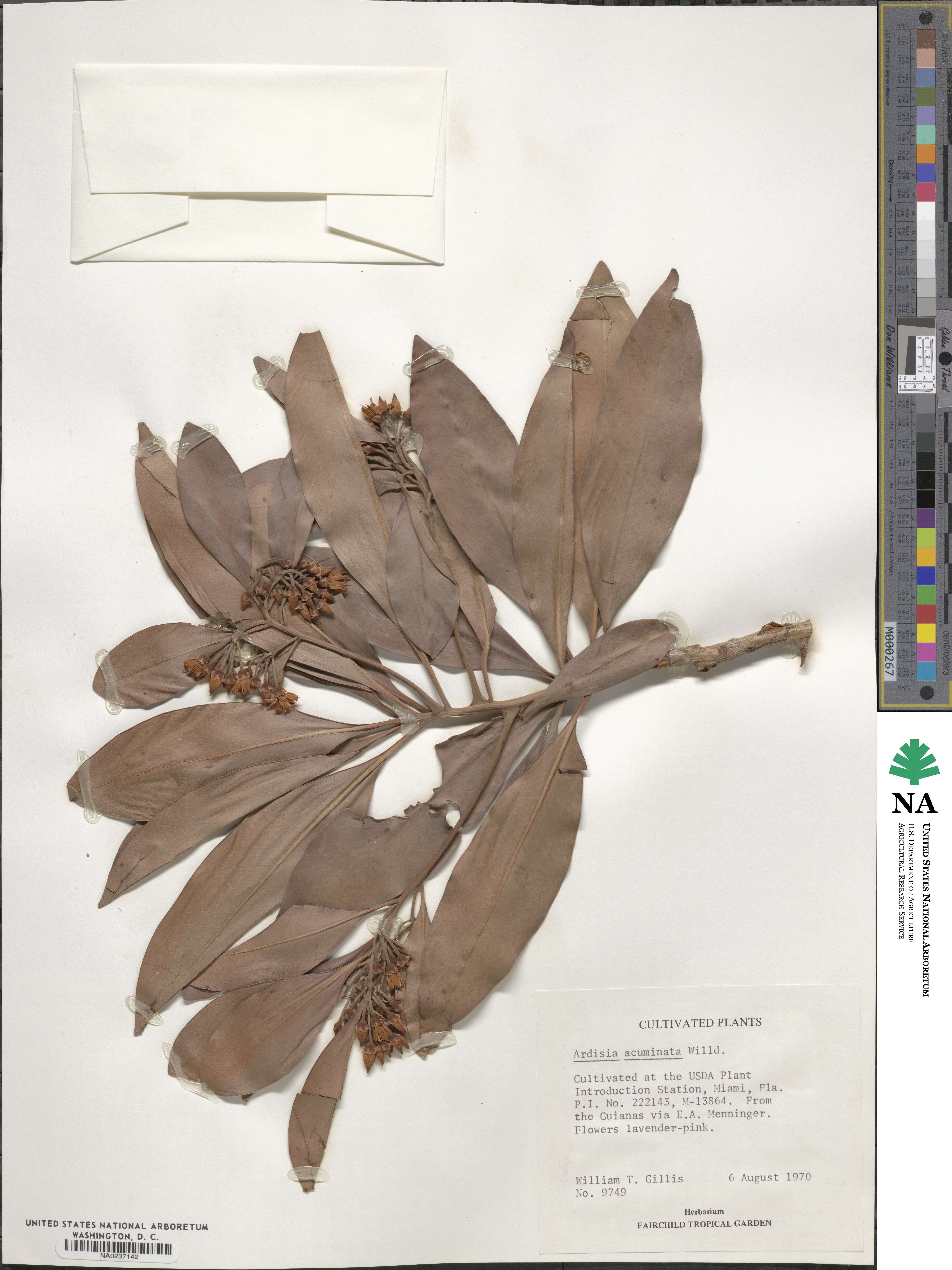 Ardisia acuminata image