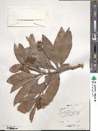 Ardisia acuminata image