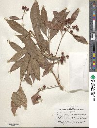 Ardisia crenata image