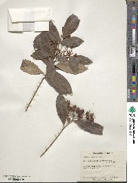 Ardisia crenata image