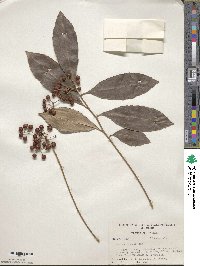 Ardisia crenata image