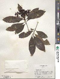 Ardisia crenata image