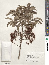 Ardisia crenata image