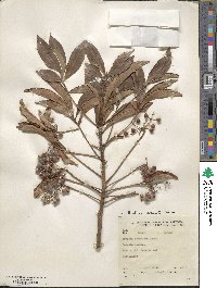 Ardisia crenata image