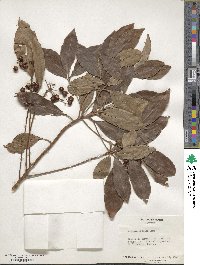 Ardisia crenata image