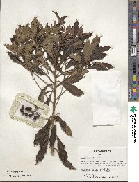 Ardisia crenata image