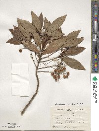 Ardisia crenata image