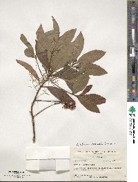 Ardisia crenata image