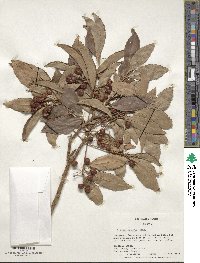 Ardisia crenata image