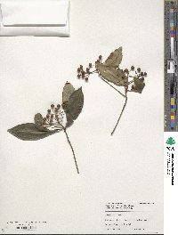 Ardisia crenata image