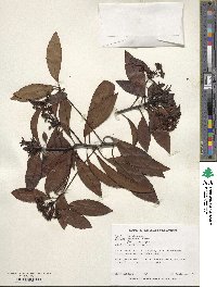 Ardisia crenata image