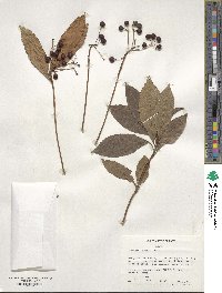 Ardisia crenata image