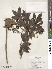 Ardisia crenata image