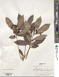 Ardisia crenata image