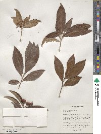 Ardisia crenata image