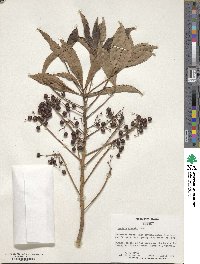 Ardisia crenata image