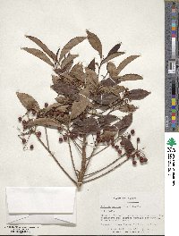 Ardisia crispa image