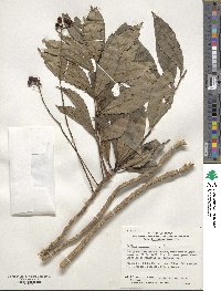 Ardisia crispa image