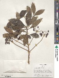 Ardisia crispa image