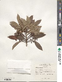 Ardisia crispa image