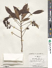 Ardisia crispa image