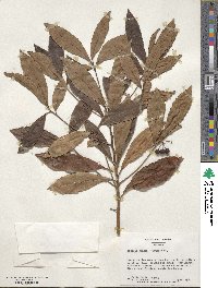 Ardisia crispa image