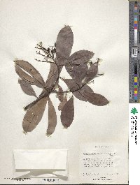 Image of Ardisia escallonioides