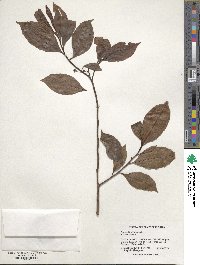 Ardisia tuerckheimii image